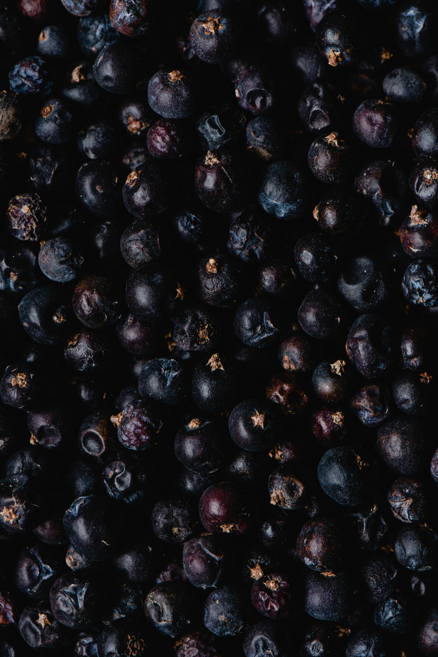 Black Violet + Blonde Woods