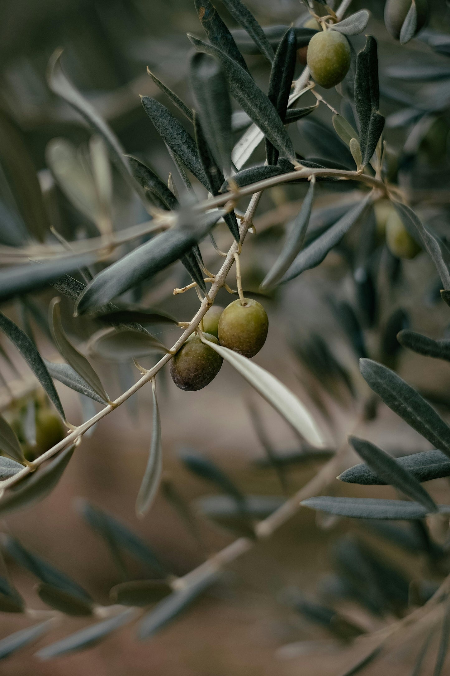 Citron + Olive Leaf