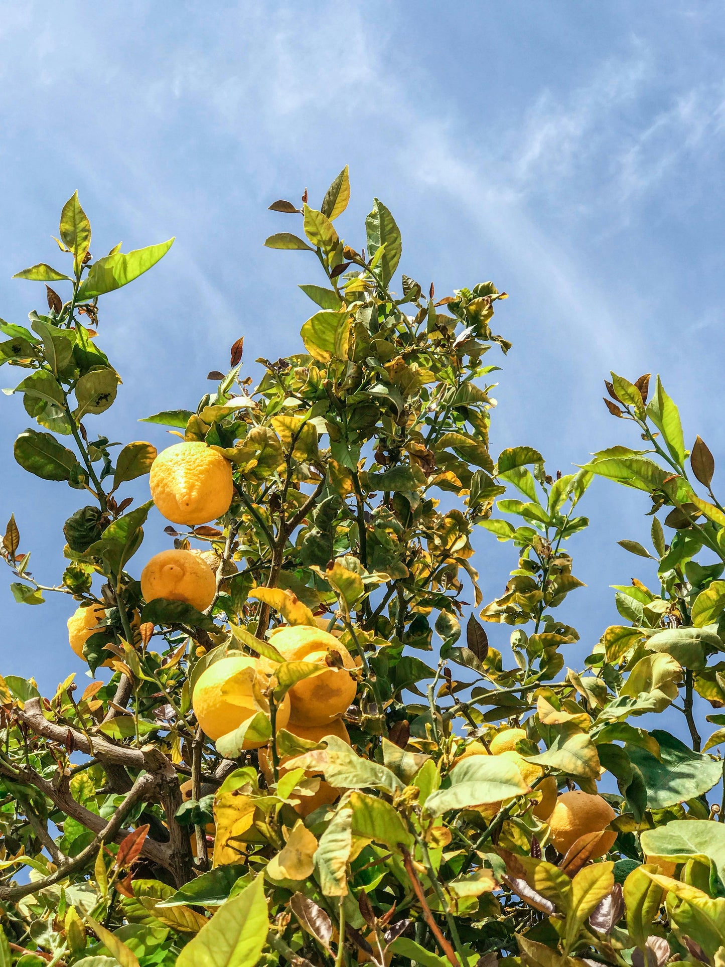Citron + Olive Leaf
