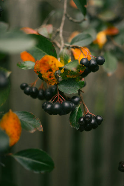 Cassis + Green Coconut