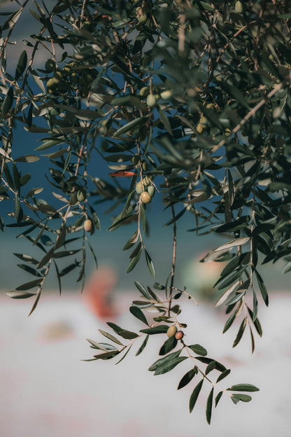 Citron + Olive Leaf