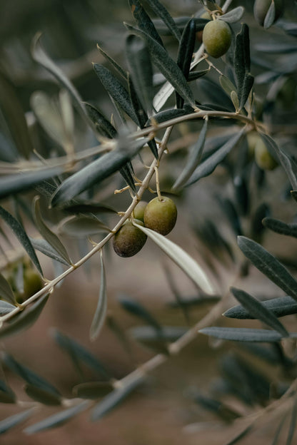 Citron + Olive Leaf